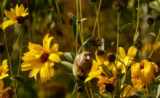 Jungvögel haben noch nicht die rot-weiß-schwarze Kopffärbung.