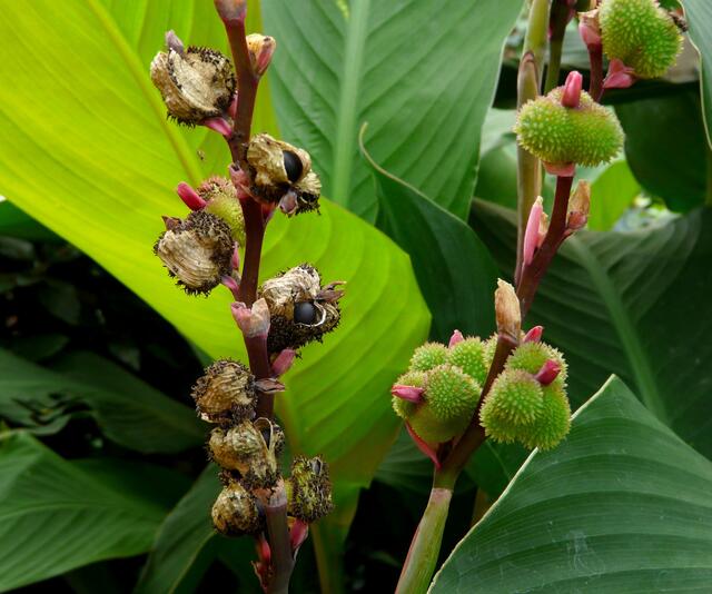 Wir sehen hier rechts im Bild unreife Canna-Früchte (dreikammerige Kapselfrucht) mit ihren weich-stacheligen Oberflächen und links im Bild reife Fruchtstände. In den offenen reifen Früchten sind die kugeligen, schwarzen Samen zu sehen. Zur Zeit sind unsere Planzen noch in der Phase, wie sie links im Bild zu sehen ist. Der Samen ist noch hell und unreif.