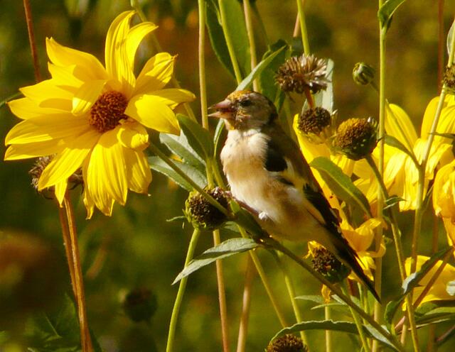 Während der Brutzeit frisst der Stieglitz kleine Insekten, insbesondere Blattläuse. Ansonsten sind diese Vögel durch ihren Schnabel und ihre Bewegungsweise besonders auf das Samenfressen spezialisiert. Sie ernähren sich von Samen tragenden Stauden, wie Karden und Disteln ( daher ihr Name-Distelfink).
Sie mögen aber auch kleine Baumsamen wie z.B. von Birke und Ulme.
Wenn die Distelfinken im Winter das Futterhäuschen besuchen, nehmen sie kleine Körner wie Hirse und Sesam aber auch Sonnenblumenkerne an.