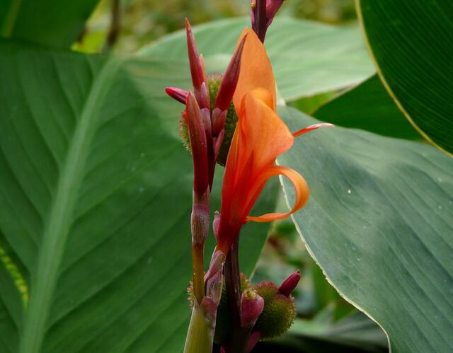 Das Indische Blumenrohr (Canna indica) im Oktober.