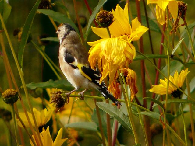 Gut ist hier ein hervorstechendes Kennzeichen des Diestelfinks sichtbar - die leuchtend gelbe Binde auf dem Flügel.