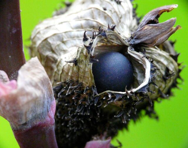 Eine reife Kapselfrucht des Indischen Blumenrohres (Canna indica). In dieser offenen reifen Frucht ist ein kugeliger schwarzer Samen zu sehen. Die Samen reifen im Oktober heran.