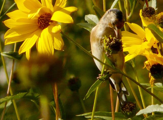 Da muss doch noch ein schmackhafter Samen zu finden sein!