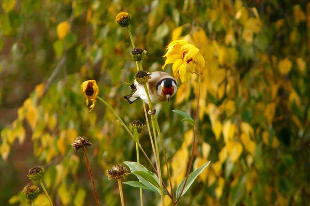 In den vergangenen Jahren kamen die Stieglitze in kleinen Trupps und freuten sich über die Samen der verblühten kleinköpfigen Sonnenblumen. Ich warte auch in diesem Jahr gespannt auf ihren Besuch. Hier beim Stieglitz-Männchen ist die Gesichtsmaske kräftig rot. Deutlich sichtbar ist auch die schwarze Markierung an der Spitze des Schnabels.