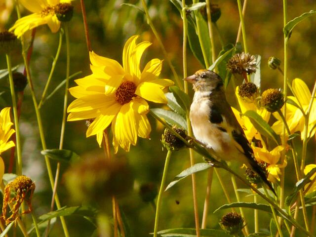 Mit leuchtenden Äuglein die Herbstsonne genießen!
