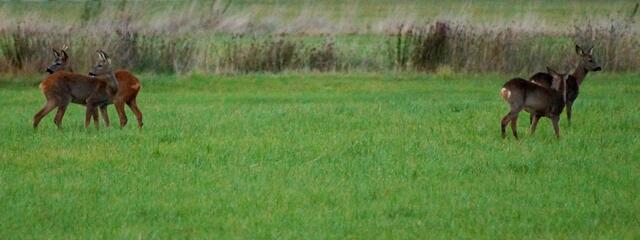 In der Region um Burgwedel kann unabhängig vom Fellwechsel sowohl rotes, wie auch das dunkle Rehwild beobachtet werden.