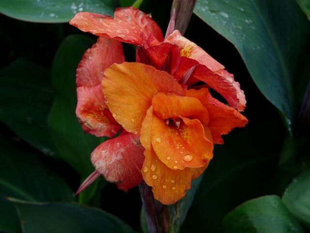 ...es blüht auch noch wunderschön im Herbstregen in den Monaten September und Oktober.