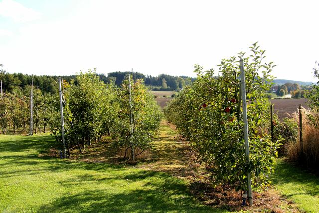... gedeihen die Spalierbäume im Zusamtal