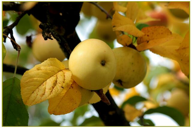 ein Klarapfel