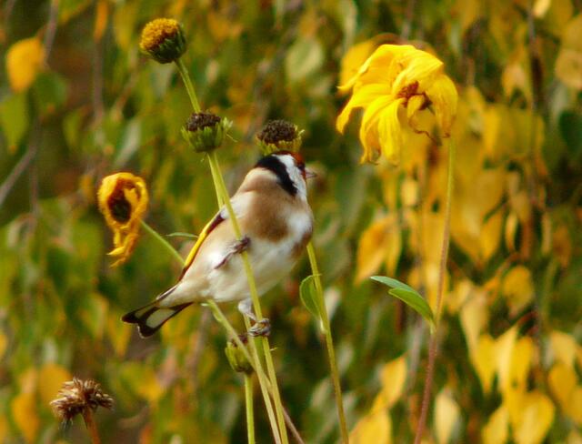 Ein hübsches Stieglitz-Männchen klammert sich geschickt an den schwankenden Blütenstengel.