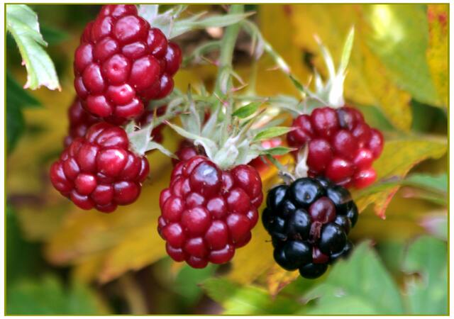 die letzten Brombeeren, auch sie gehören in die Mischkultur