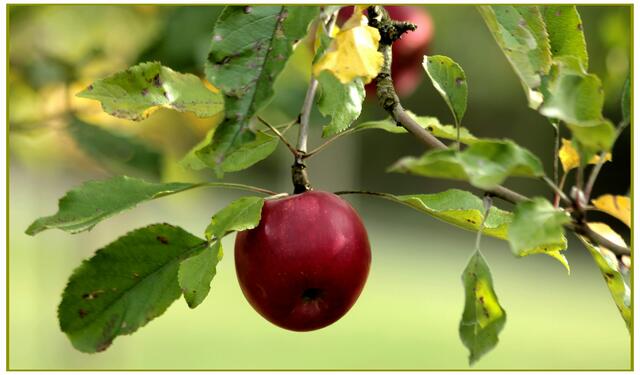 ein Glosterapfel