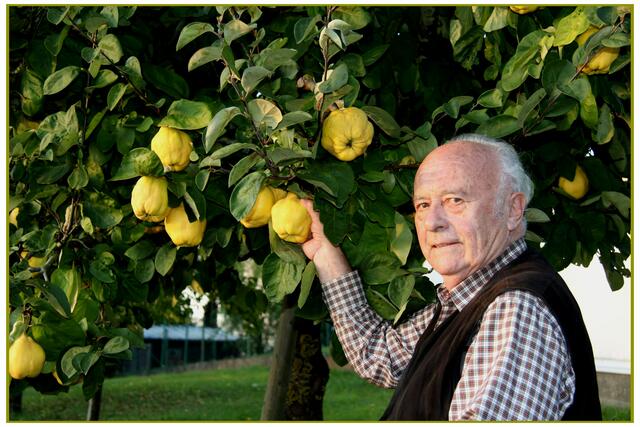 Quitten, daraus macht man Saft und Gelee.