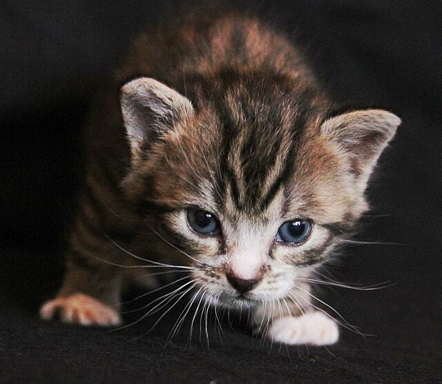 Pepper am 7.10.
