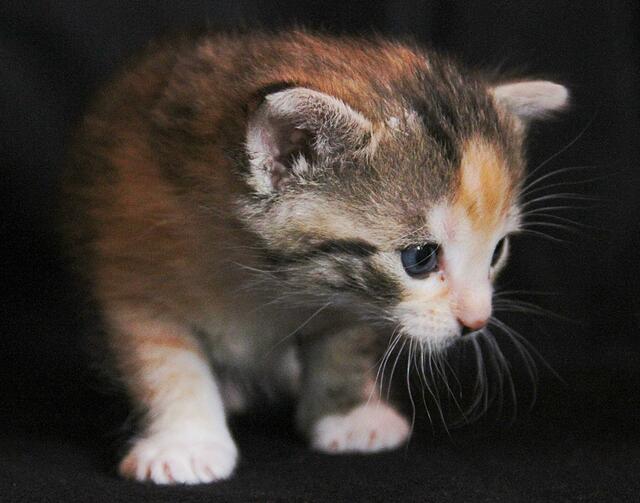 Chili ist ein Schreihals, aber so merken wir wenigstens wenn die Futterschüssel lehr ist :-)