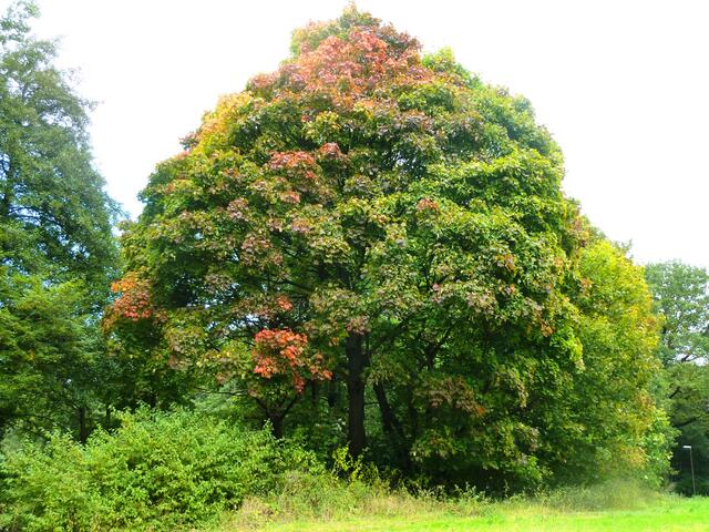 Der mächtige Baum zeigt sein buntes Laub.