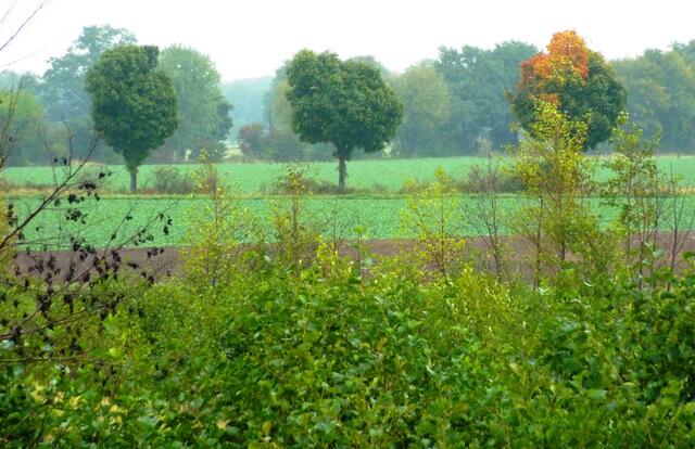 Landschaft an der renaturierten Wietze vom SPARC-Turm aus gesehen.