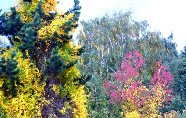 Eine Schlingpflanze mit goldgelben Blättern ist in die Kiefer und den rotblättrigen Baum hineingewachsen.