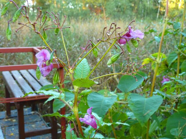 Indisches Springkraut mit Regentropfen