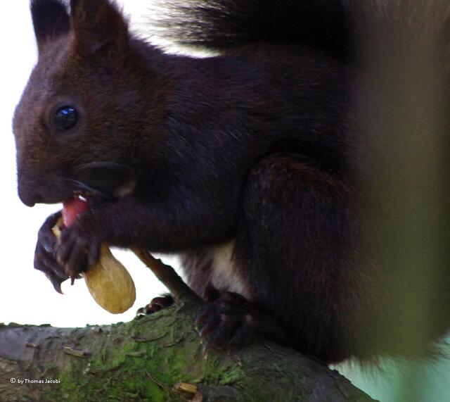 Die ist aber auch lecker.