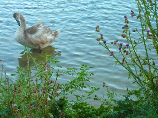 Der Jungschwan macht sich für den Abend schön.