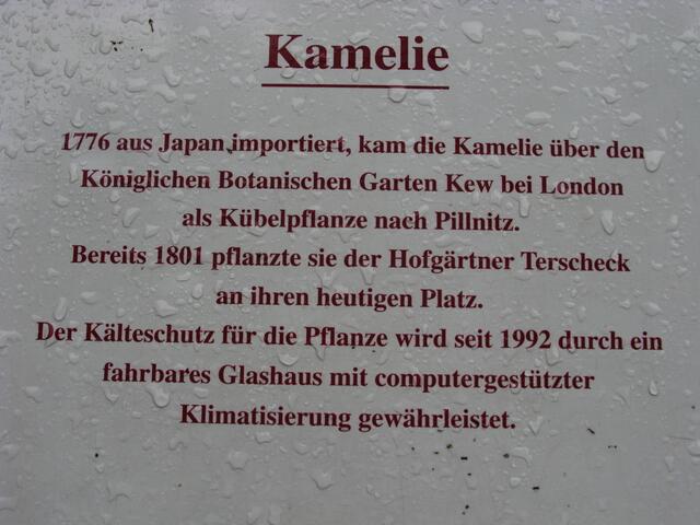 Hinweistafel zur Kamelie
