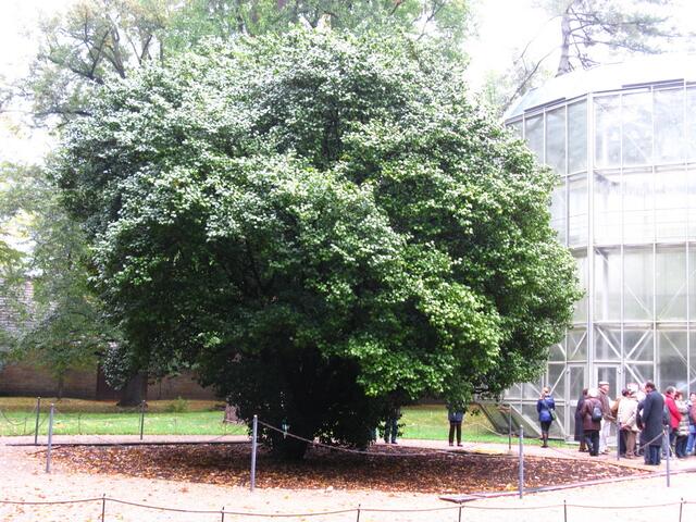 Dies ist der Kamelie Baum