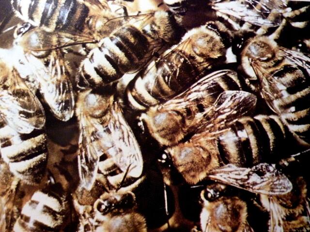 Bienen der grauen Rasse - "Apis mellifera carnica"