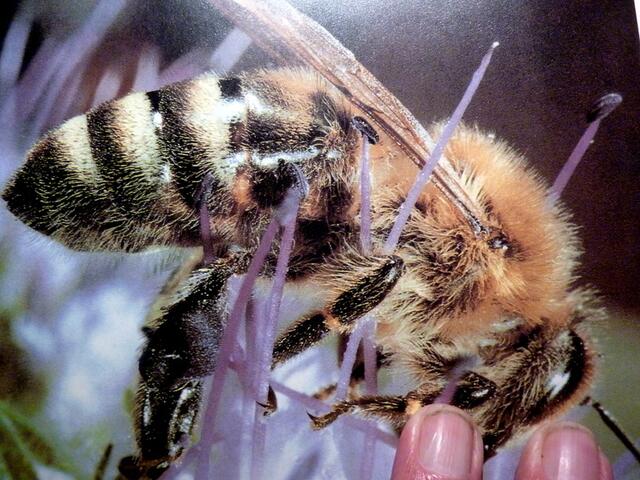 Carnica mit breiten grauen Filzbinden
