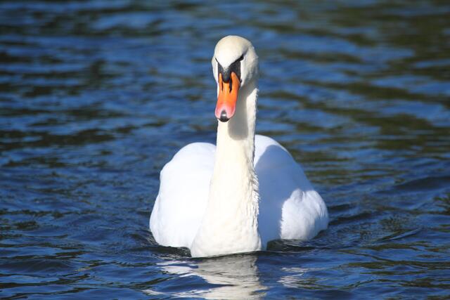 Stolzer weißer Schwan