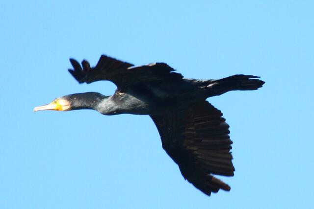 Kormoran im Flug
