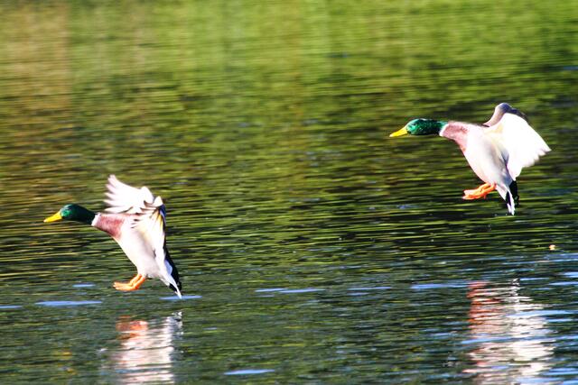 Synchronsurfen
