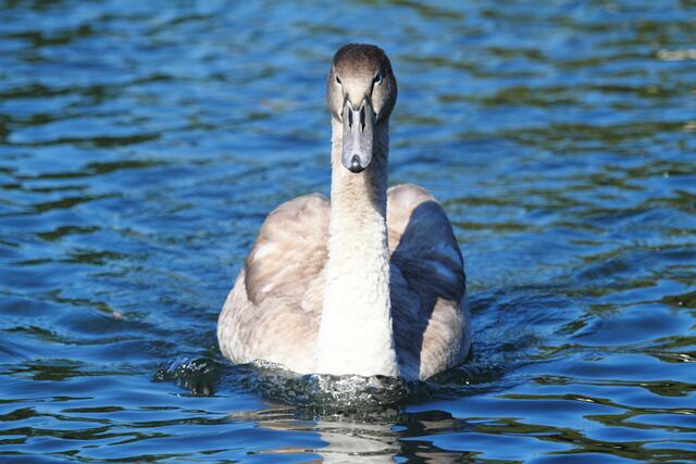 Stolzer Schwan