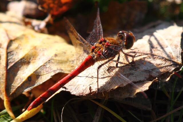 Heidelibelle ruht auf dem Herbstlaub