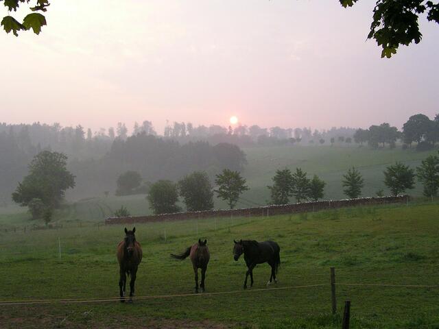 Morgendämmerung mit Pferden bei Freienhagen....