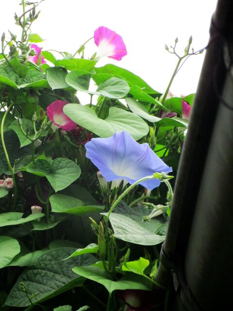 Diese Trichterwinden wachsen über die Dachrinne hinaus.