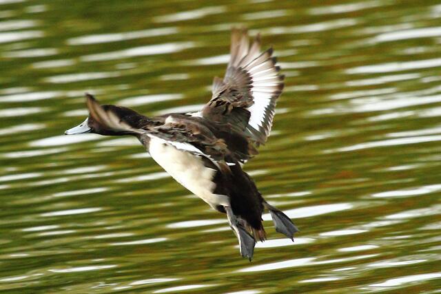 Ente im Flug