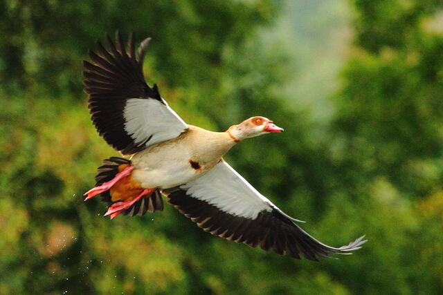 Nilgans im Flug