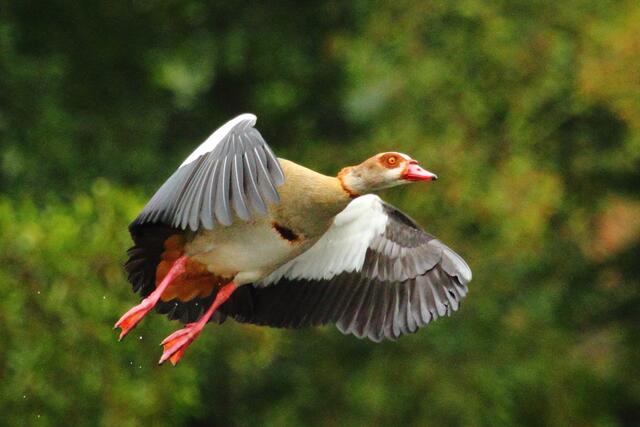 Nilgans hebt ab