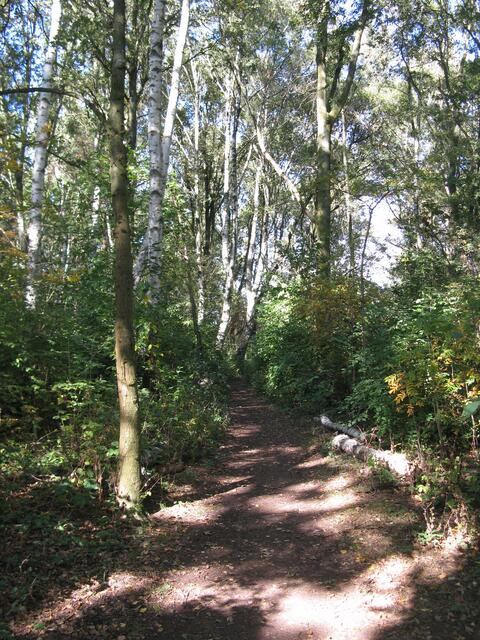 Ein Waldweg durch einen Mischwald