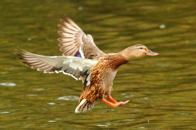 Gleich landet "Enten-Airlines"