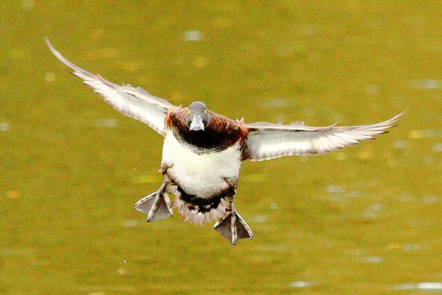 Achtung, Ente im Anflug