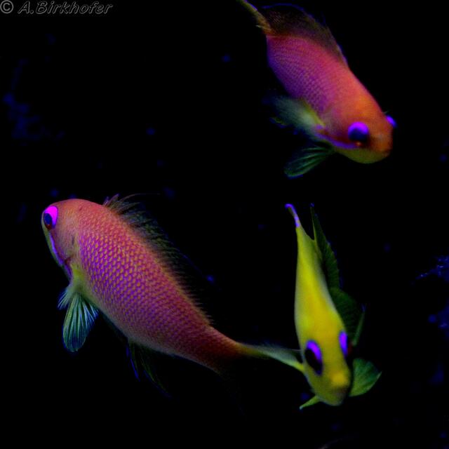 Centropyge flavissima - Zitronen-Zwergkaiserfisch
Pseudanthias squamipinnis - Juwelen Fahnenbarsch