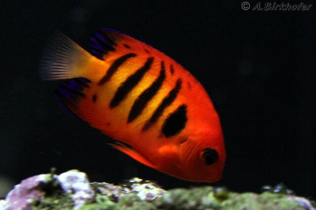 Centropyge loricula - Flammen-Zwergkaiserfisch