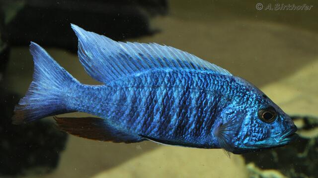 Sciaenochromis ahli
