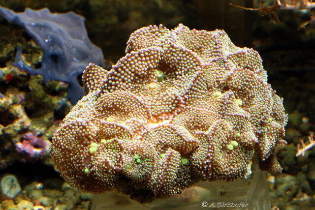 Ricordea Florida - Karibik-Scheibenanemone