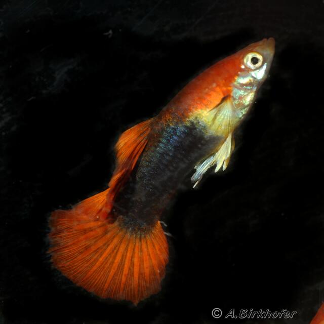 Guppys in den schönsten Farben