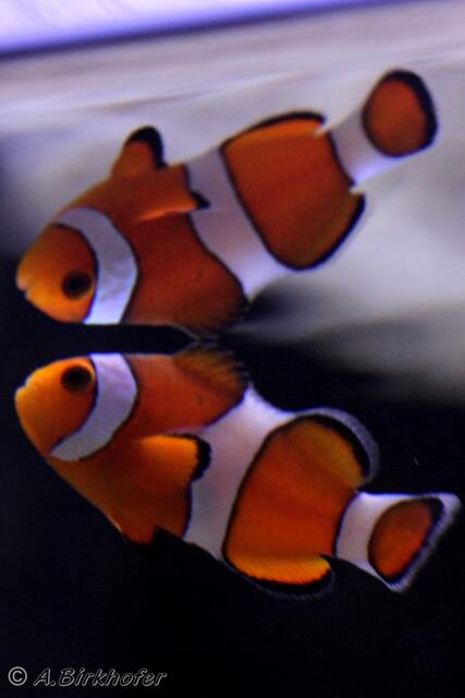 Amphiprion ocellaris - Falscher Clown - Anemonenfisch
