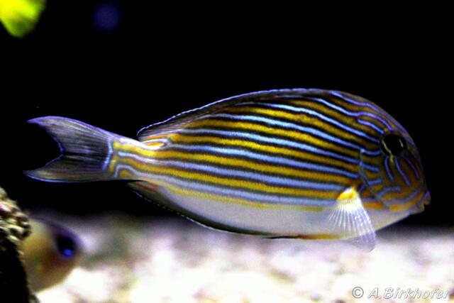 Acanthurus lineatus - Blaustreifen Doktorfisch