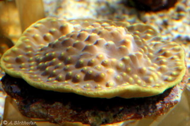 Turbinaria reniformis - Kelchkoralle